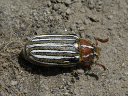 Tenlined June beetle adult (E. Beers)