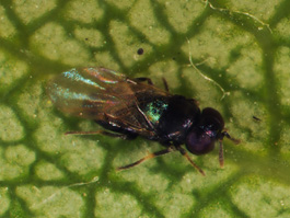 close-up of black wasp on a leaf
