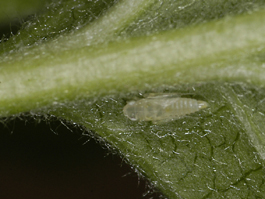 White apple leafhopper nymph (E. Beers)