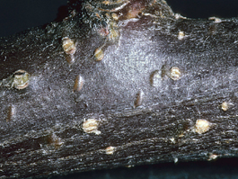 White apple leafhopper overwintering egg bumps in apple (E. Beers)