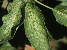 White apple leafhopper injury to apple foilage (E. Beers)