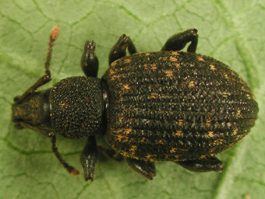 Black vine weevil (Otiorhynchus sulcatus) adult (E. Beers, June 2002)