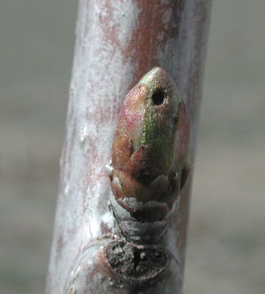 Weevil feeding on cherry bud (E. Beers, April 2001)