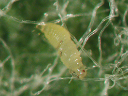 Western flower thrips larva (E. Beers, June 2002)