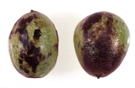 Walnut husk fly damage to walnuts (R. Van Steenwyk)