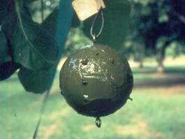 Green sticky sphere for monitoring walnut husk fly (R. Van Steenwyk)