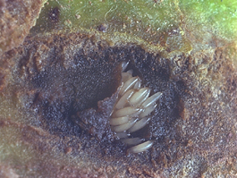 Walnut husk fly eggs in walnut (Ken Gray Image Courtesy of Oregon State University)