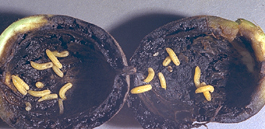 Walnut husk fly larvae in walnut (Ken Gray Image Courtesy of Oregon State University)