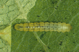 Western tentiform leafminer tissuefeeder larva (E. Beers)