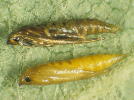 Western tentiform leafminer pupae (above, mature; below, teneral) (E. Beers)