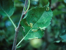 Western tentiform leafminer damage to apple foilage, tissuefeeding mines (J. Brunner)