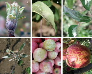 Figure 1. Symptoms of powdery mildew (Podosphaera leucotricha) on (A) bud opening (Green tip), (B) lower and (C) upper (notice leave curling) faces of leaves, (D) a shoot fully covered with whitish mycelium, (E) early and (F) sever signs of fruit russeting due to powdery mildew. 