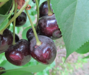 Figure 1. Powdery mildew on cherry fruit. Image courtesy Claudia Probst and Gary Grove, WSU.