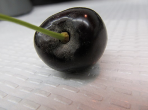 Figure 3. Powdery mildew fruit symptoms initiating on cherry ‘bowl’. Image courtesy Claudia Probst and Gary Grove, WSU.