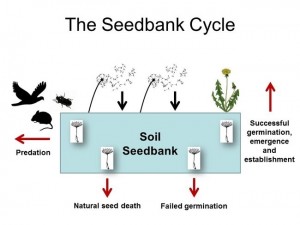 Figure 1. The soil seedbank cycle.