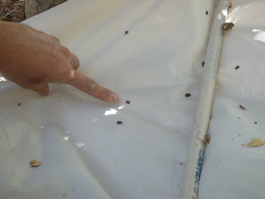 Otiorhynchid weevils on beating sheet (E. Beers, July 2002)