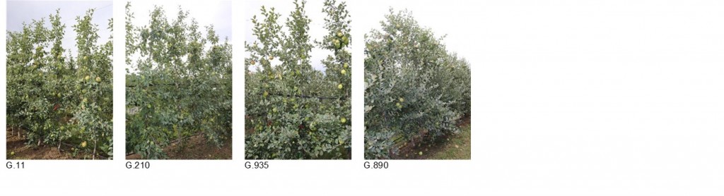 Abbildung 2. Drittes Blatt Honeycrisp Bäume in einem nicht begasten alten Obstgarten in Oroville WA, August 2017.