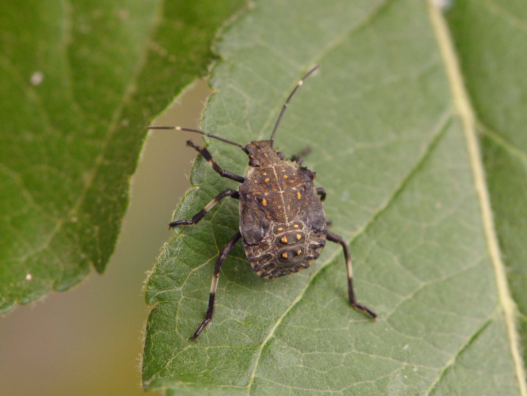 Brown marmorated stink bug, 3rd instar (E. Beers)