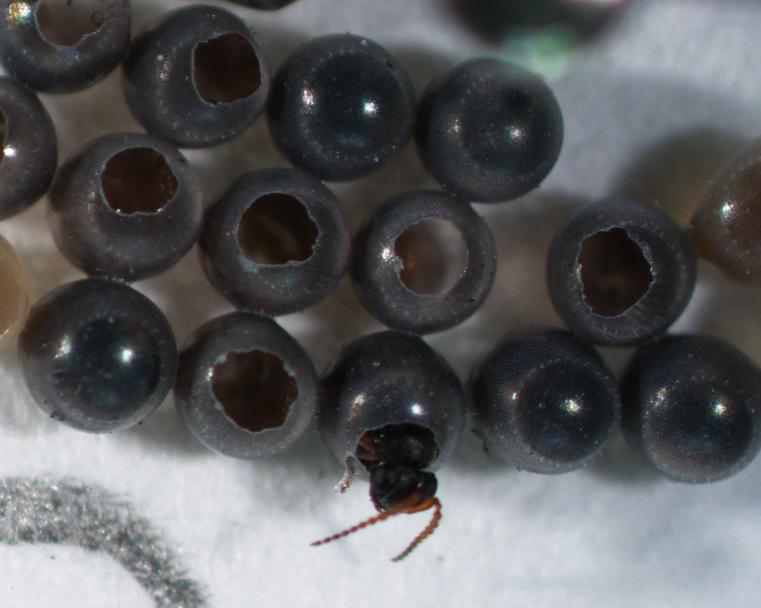 Trissolcus japonicus (samurai wasp) emerging from brown marmorated stink bug eggs (E. Beers)