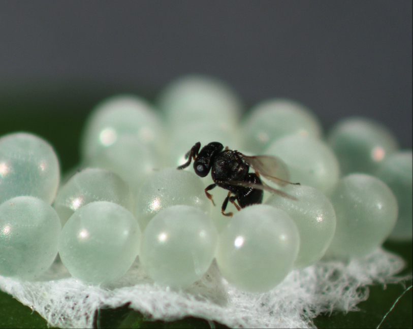Trissolcus japonicus (samurai wasp) ovipositing in brown marmorated stink bug eggs (E. Beers)