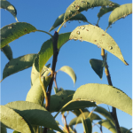 Figure 2. Honeydew droplets on pear leaves.