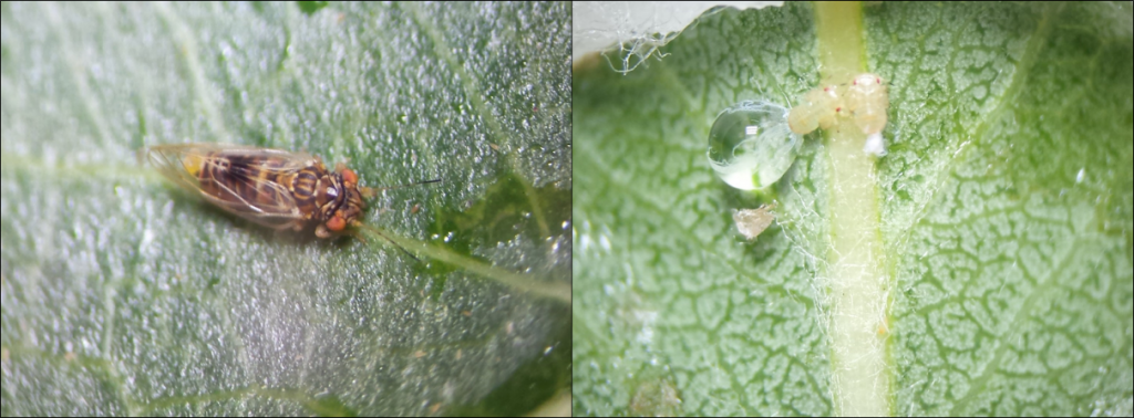 Figure 1. Pear psylla adult (left) and nymphs excreting honeydew (right).