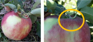 Spurs attached to to picked fruit may pierce the skin during harvest. (image credit I. Hanrahan, WTFRC)