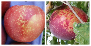 Mildew (left) and limb rub (right) on WA 38 apples. (image credit: I. Hanrahan, WTFRC, Sept. 2016)