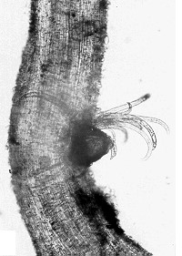 Figure 2. Paratylenchus neoamblycephalus feeding. Photo credit: Lownsbery, 1975.
