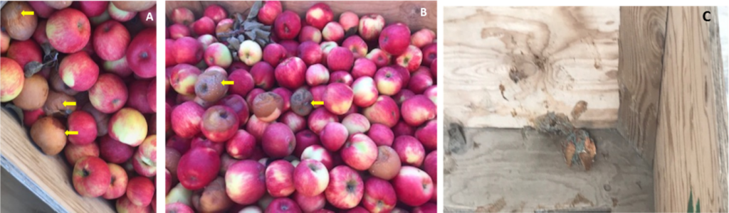 Figure 2: Example of infected fruit with sporulating lesion (yellow arrows) in bins (A, B) and rotten apple showing Penicillium spores left in a bin after packing (C). 