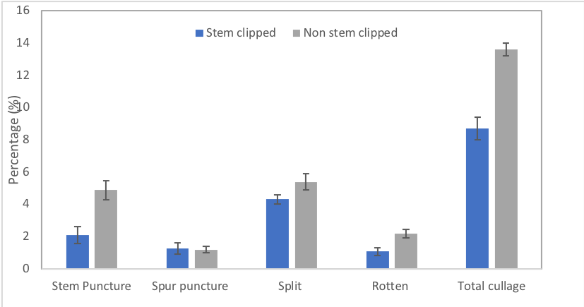 bar graph showing differences between stem clipped and non-stem clipped fruit.