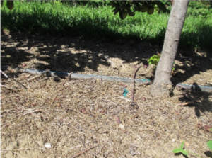 Close-up of ground under a tree showing the mulch layer.