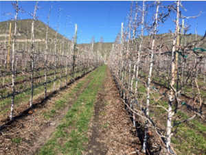 View of trellised apple orchard early spring showing wood chip mulch in the tree line.