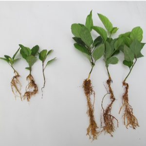 Side-by-side comparison of high and low pathogen pressure affected seedlings.