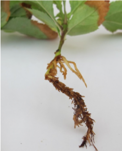 Close-up view of the root system of a seedling.