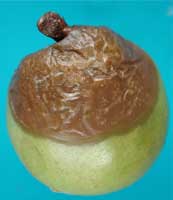 Advanced stage of Mucor rot originating from stem infection on a d’Anjou pear fruit; gray mycelium with dark sporangia.