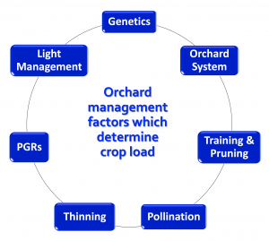 Cycle diagram showing the relatedness of all the factors involved with crop load management.