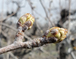 Two expanding pear buds just prior to bloom seen with a light white coating of kaolin particle film.