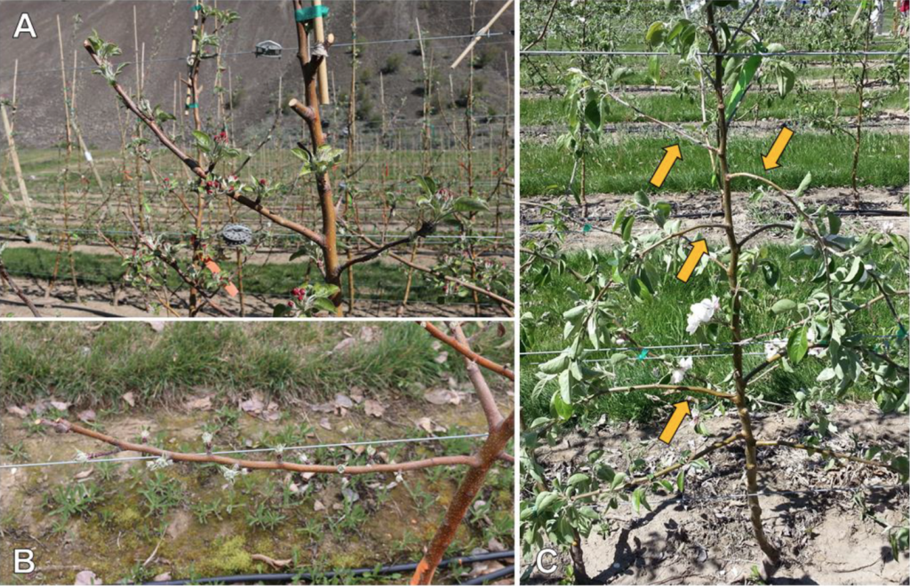Three images showing the difference between click and bending methods of pruning, depicting where the new shoots emerge.