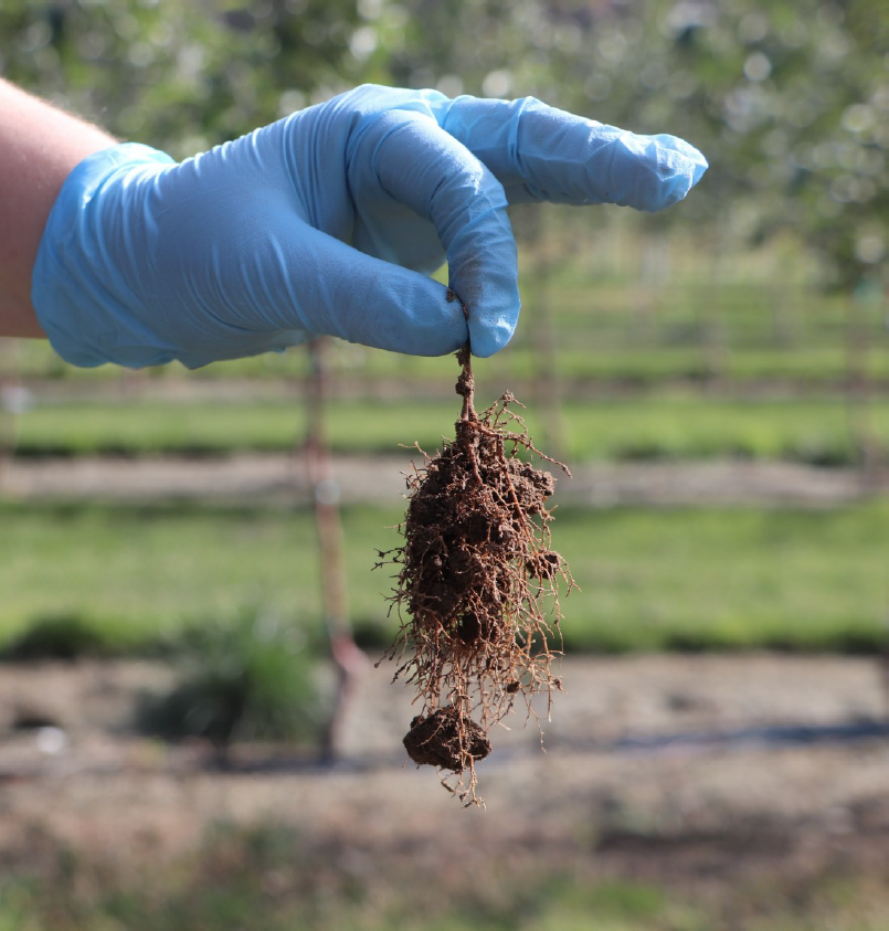 Images shows a gloved hand dangling a root mass with small clods of soil attached.
