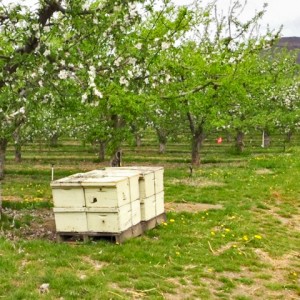 Bee Hives_UteChambers-cropped
