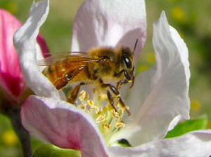 Honey bee pollinating an apple blossom - N. Wiman, WSU Entomology Ph.D graduate