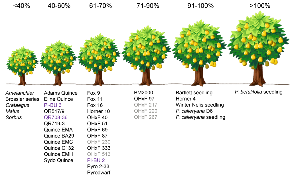 The graphic above illustrates the overall influence on tree size* by various rootstock combinations compared to a Pyrus pear seedling. Key to abbreviations and names: BM = P. communis series from Australia; Brossier = P. nivalis series from Angers, France; Fox = P. communis series from the University of Bologna in Italy; Horner = OHxF clonal series from D. Horner (Oregon nurseryman) and selections by OSU-MCAREC; OHxF = ‘Old Home x Farmingdale’ series; Pi-BU = Pyrus series from Germany; Pyro and Pyrodwarf = P. communis selections from Germany; QR = P. communis selections; ‘Adams’, ‘BA29’, ‘EMC’, ‘EMH’, ‘Sydo’ = Quince dwarfing rootstocks (require interstem for most pear cultivars). Selections shown in gray text indicate antiquated selections no longer in commercial production. Selections shown in purple text indicate possible susceptibility to pear decline. *This general classification of tree size may vary for different cultivars due to cultivar/rootstock interactions. This graphic was adapted from the article by Elkins, Bell & Einhorn, 2012, J. Amer. Pomol. Soc. 66(3):153-163.