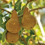 Bosc pears