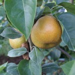 Chojuro (Plentiful) pears