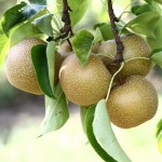 Hosui (Sweet Water) pears