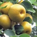 Ichiban (First Pear) pears