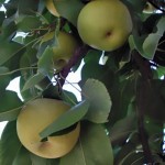 Kikusui (Floating Chrysanthemum) pears