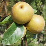 Kosui (Good Water) pears