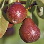 Seckel (Sugar Pear) pears